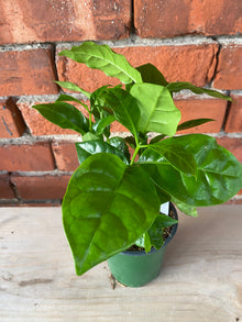 Coffea arabica 'Coffee Plant'