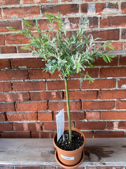 Salix integra 'Variegated Pink Willow' - 6" Pot