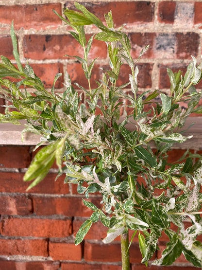 Salix integra 'Variegated Pink Willow' - 6" Pot