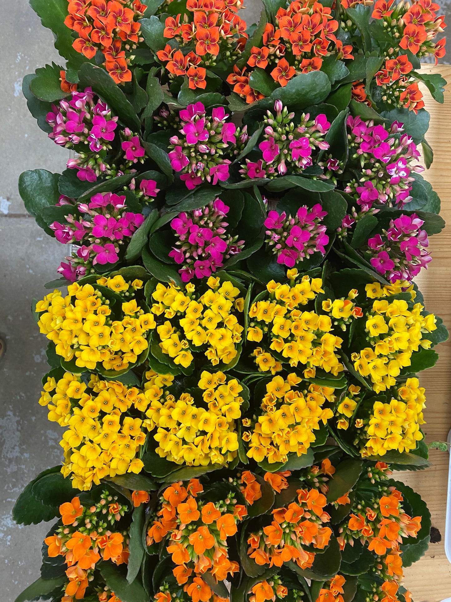 Kalanchoe 'Flowering Succulent'
