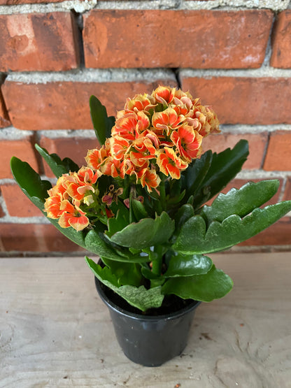 Kalanchoe 'Assorted Flower Colors'
