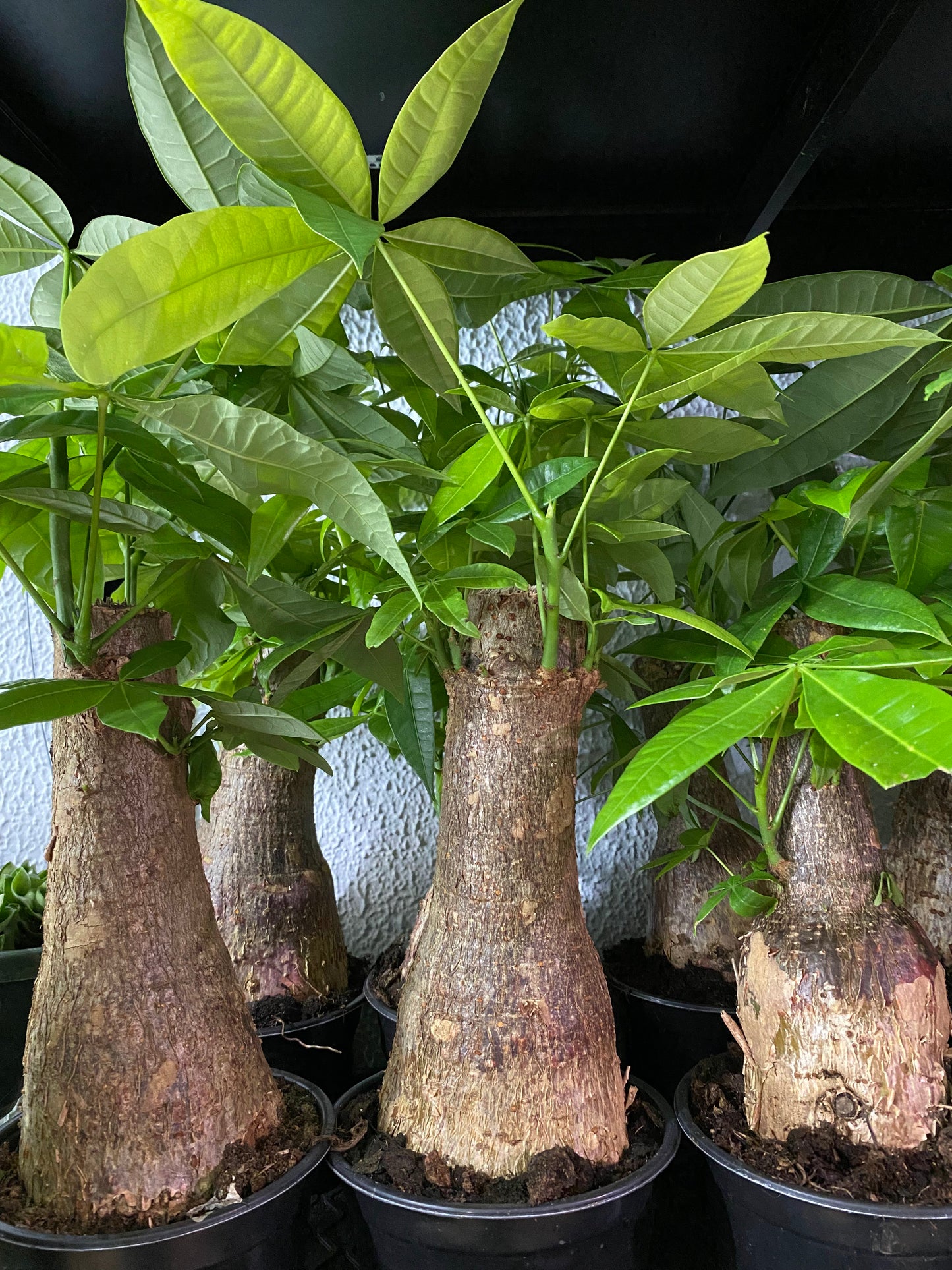 Pachira aquatica ‘Money Tree’