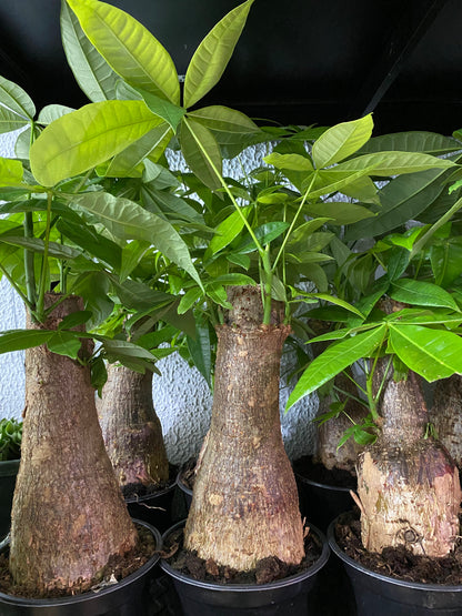 Pachira aquatica ‘Money Tree’