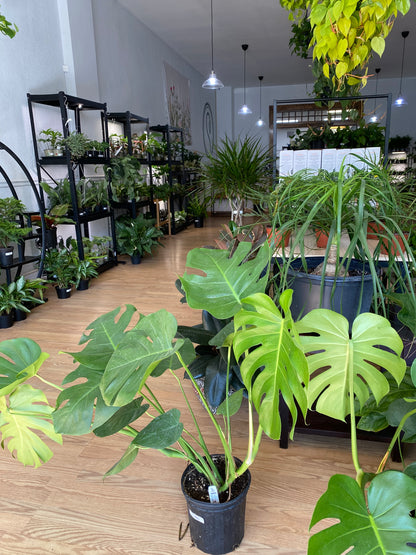 Monstera deliciosa 'Split Leaf'