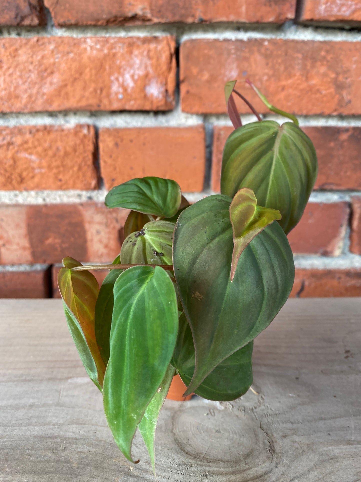 Philodendron 'Micans'