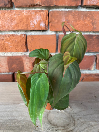 Philodendron 'Micans'