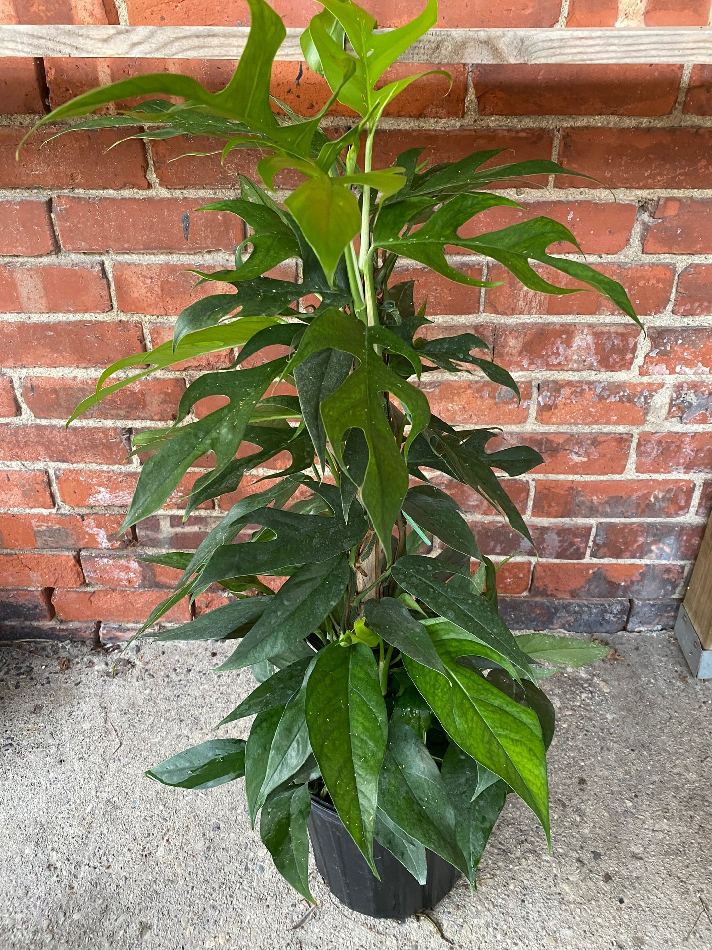 Epipremnum pinnatum ‘Baltic Blue Pothos’