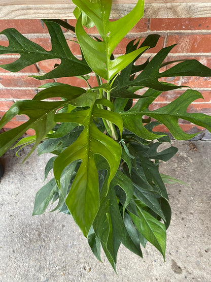 Epipremnum pinnatum ‘Baltic Blue Pothos’