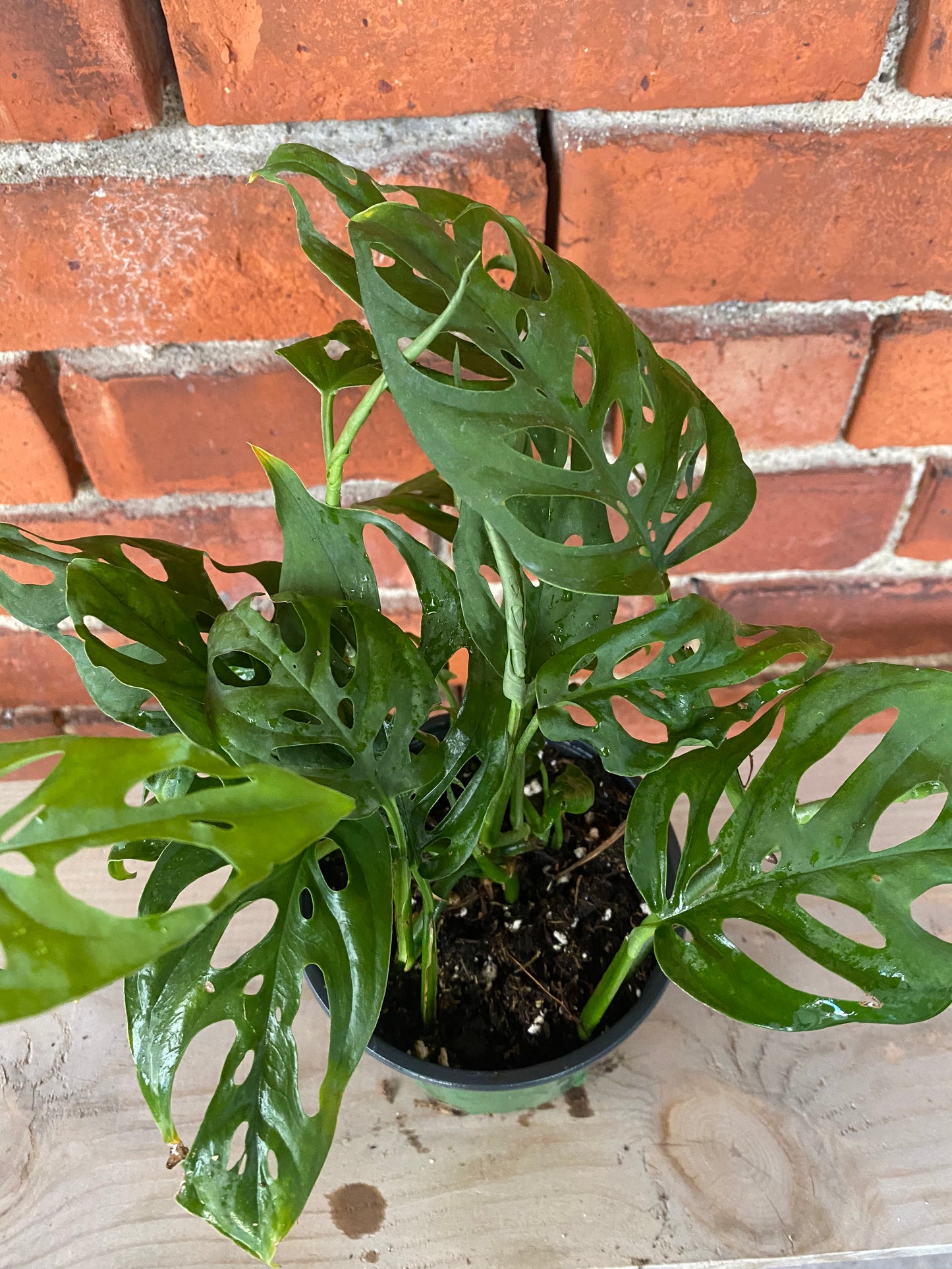 Monstera 'Esqueleto'