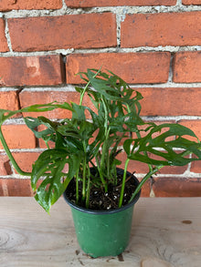 Monstera 'Esqueleto'