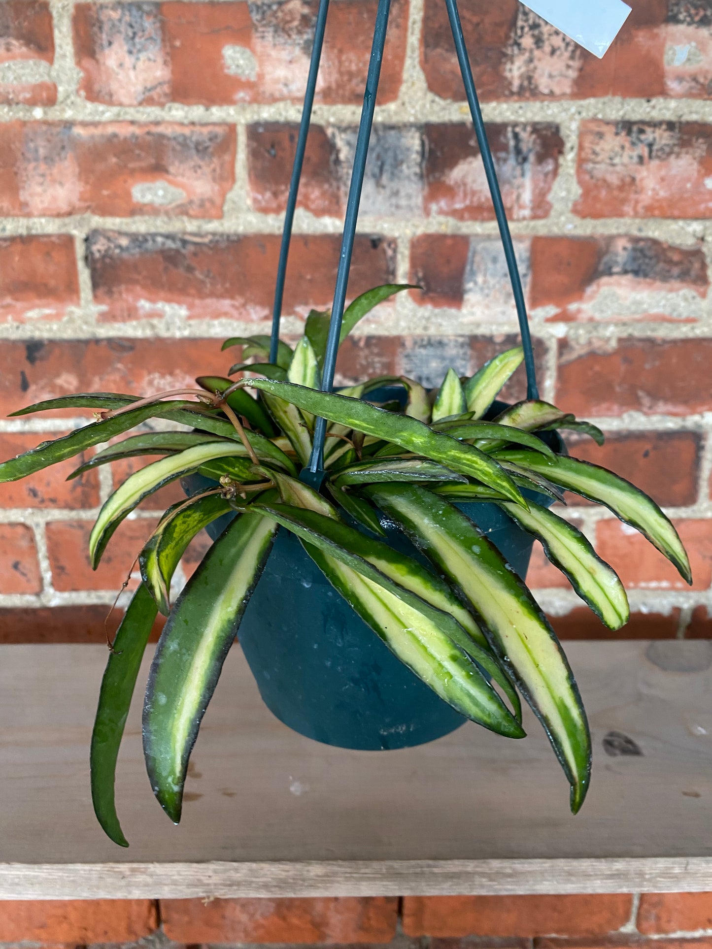 Hoya wayetti 'Tricolor' - 6" Hanging Basket