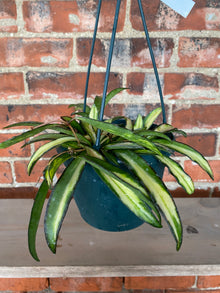 Hoya wayetti 'Tricolor' - 6" Hanging Basket