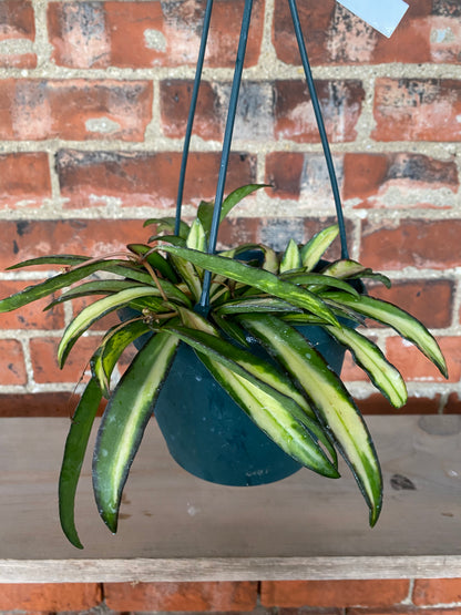 Hoya wayetti 'Tricolor' - 6" Hanging Basket