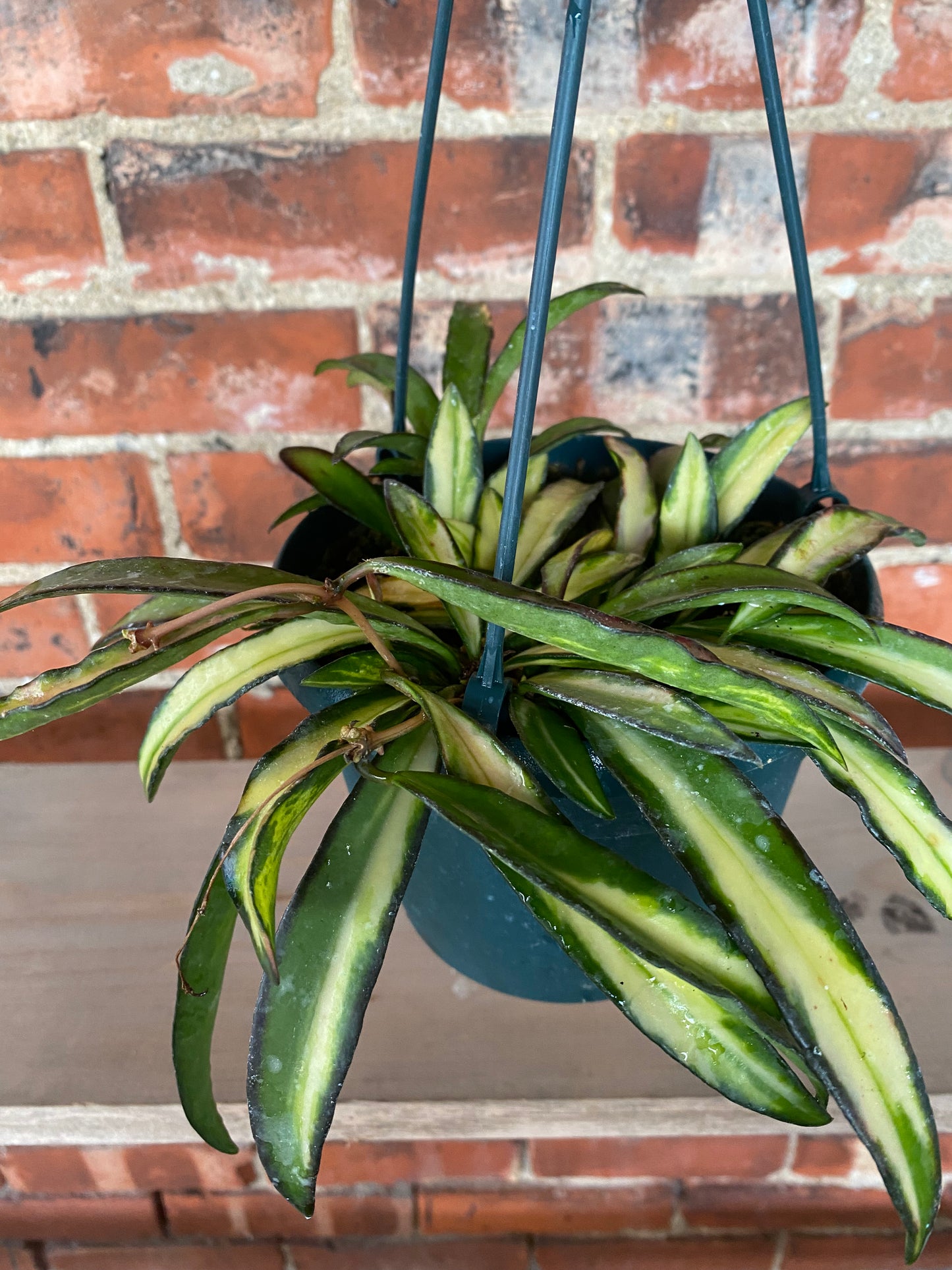 Hoya wayetti 'Tricolor' - 6" Hanging Basket