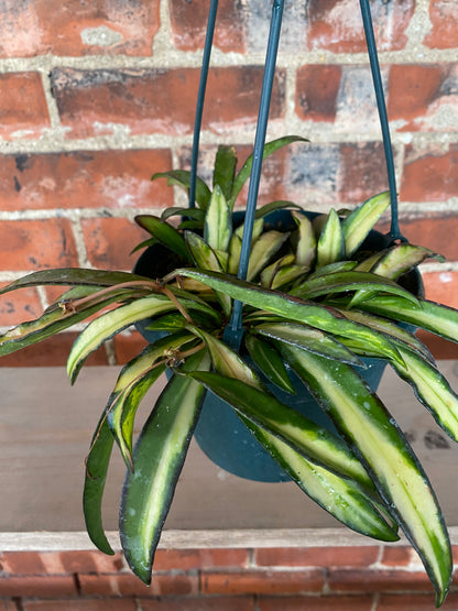 Hoya wayetti 'Tricolor' - 6" Hanging Basket