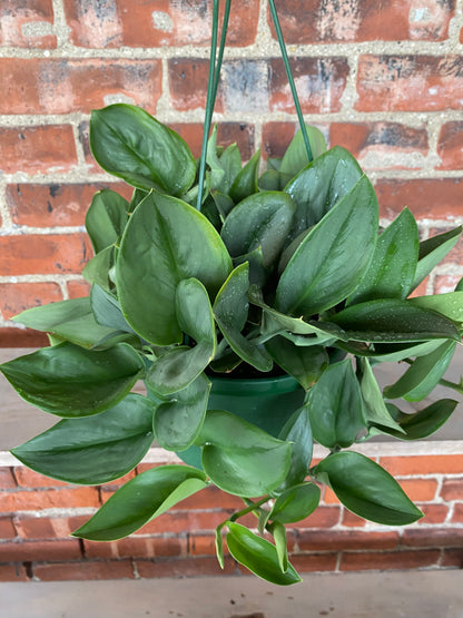 Scindapsus 'Moonlight'