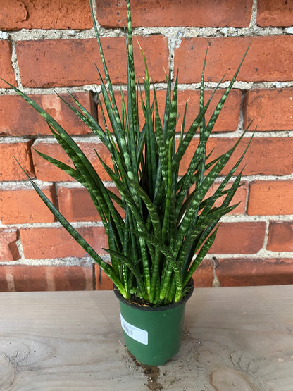 Sansevieria 'Fernwood'