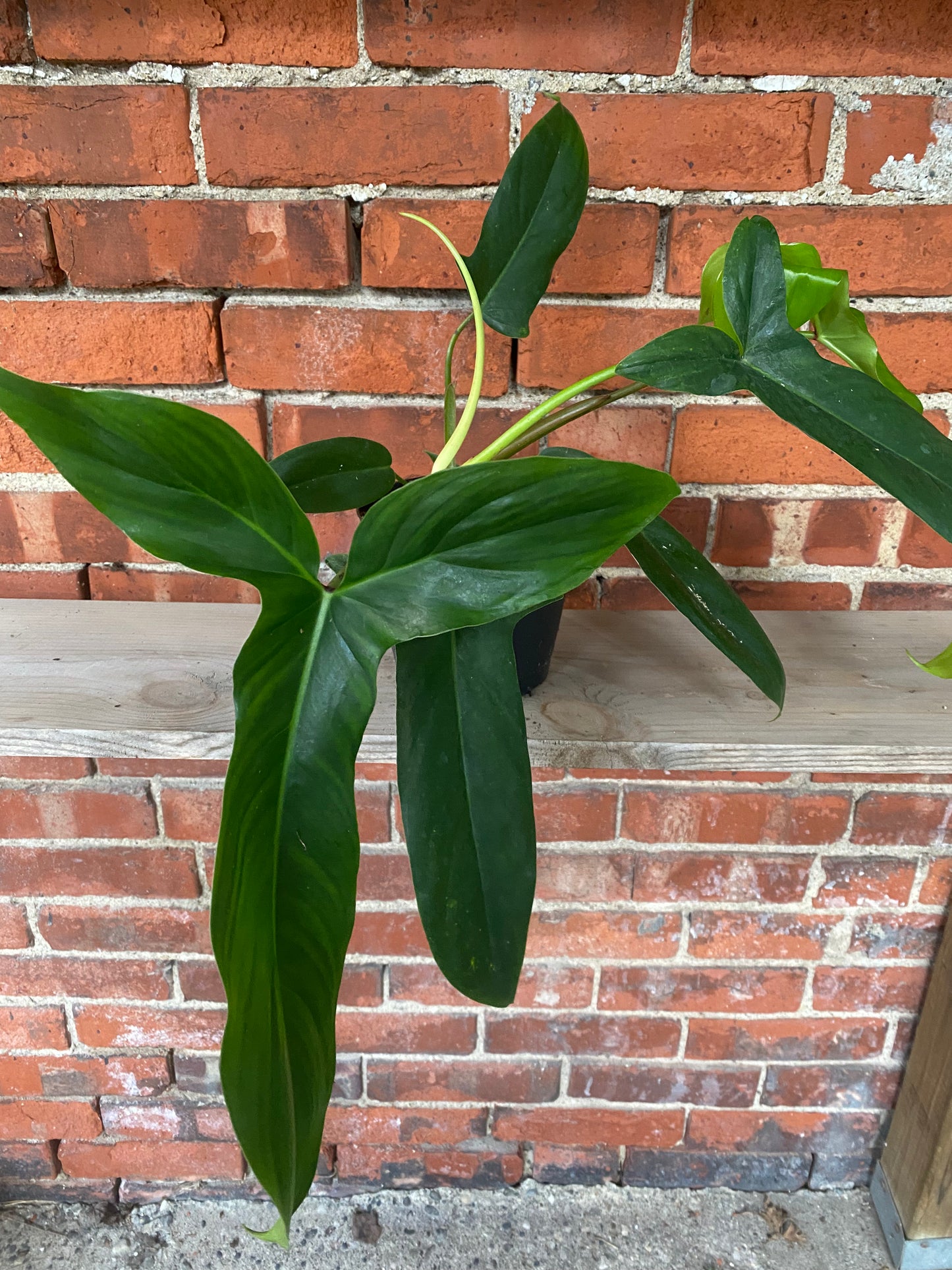 Philodendron 'Bette Waterbury' - 6" Pot