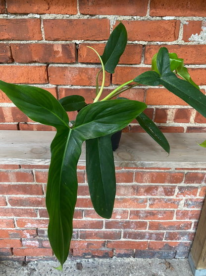 Philodendron 'Bette Waterbury' - 6" Pot
