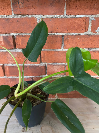 Philodendron 'Bette Waterbury' - 6" Pot