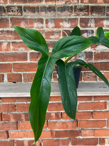 Philodendron 'Bette Waterbury' - 6" Pot