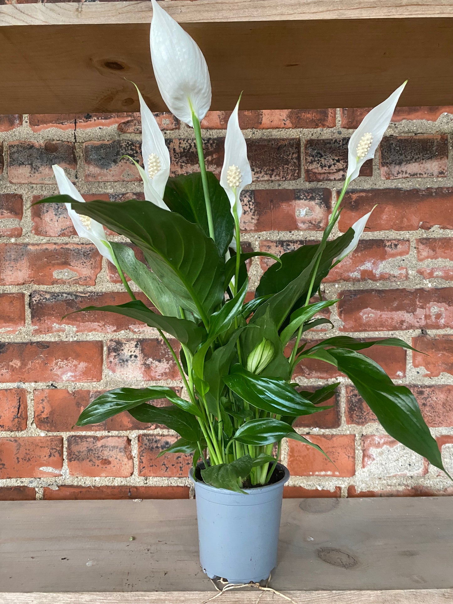 Spathiphyllum ‘Peace Lilly’