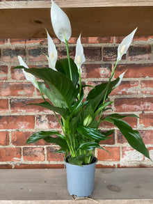 Spathiphyllum ‘Peace Lilly’