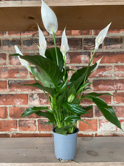 Spathiphyllum ‘Peace Lilly’