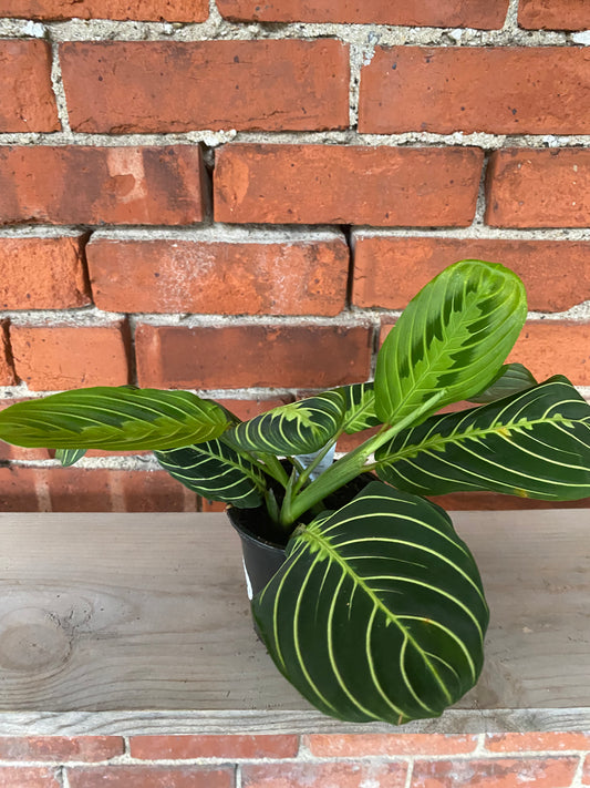 Maranta 'Lemon Lime Prayer Plant'