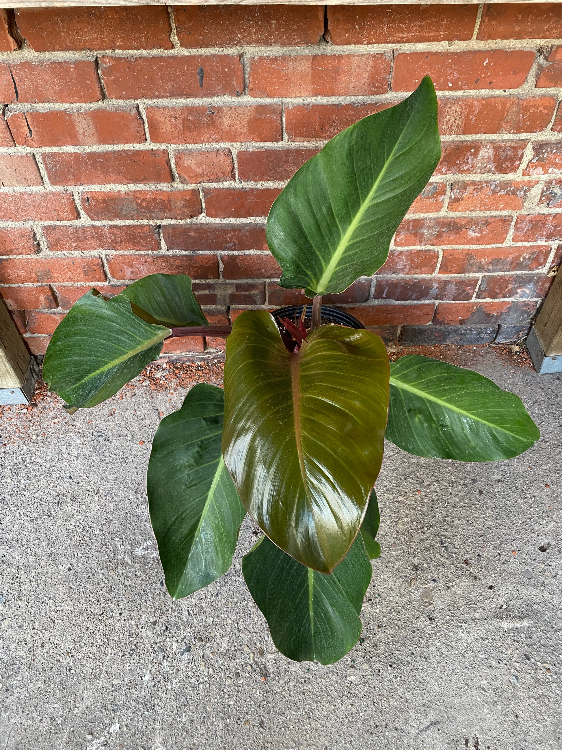 philodendron congo cats Philodendron 'Red Congo' – Snakeroot Botanicals