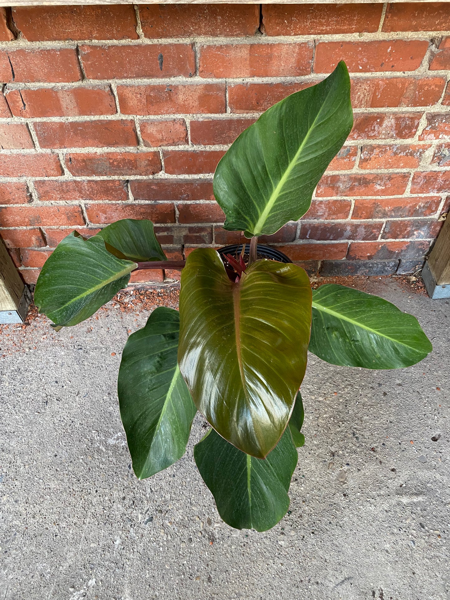 Philodendron ‘Red Congo’