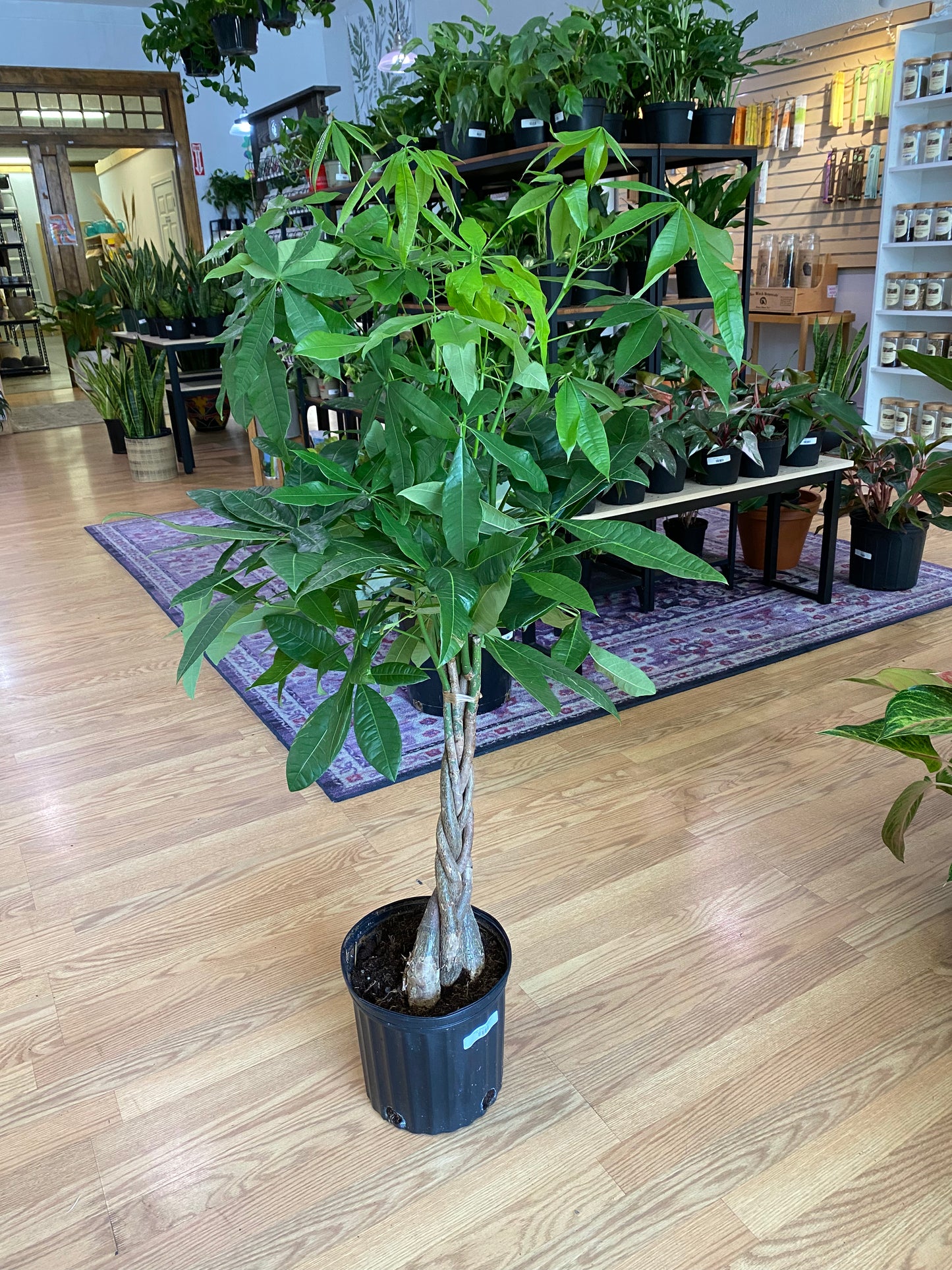 Pachira aquatica ‘Money Tree’