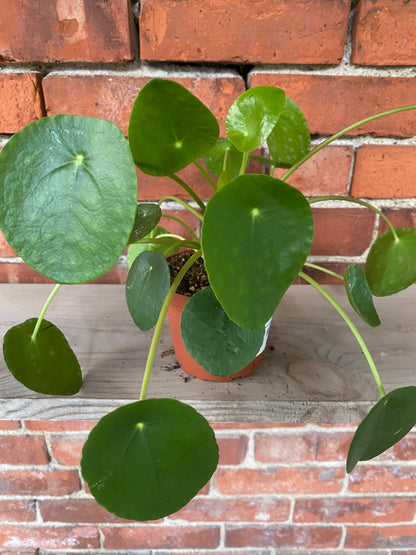 Pilea peperomiodes 'Chinese Money Plant'