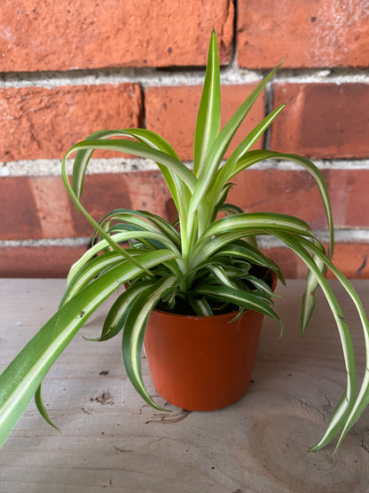 Chlorophytum comosum ‘Variegated Bonnie Spider Plant’