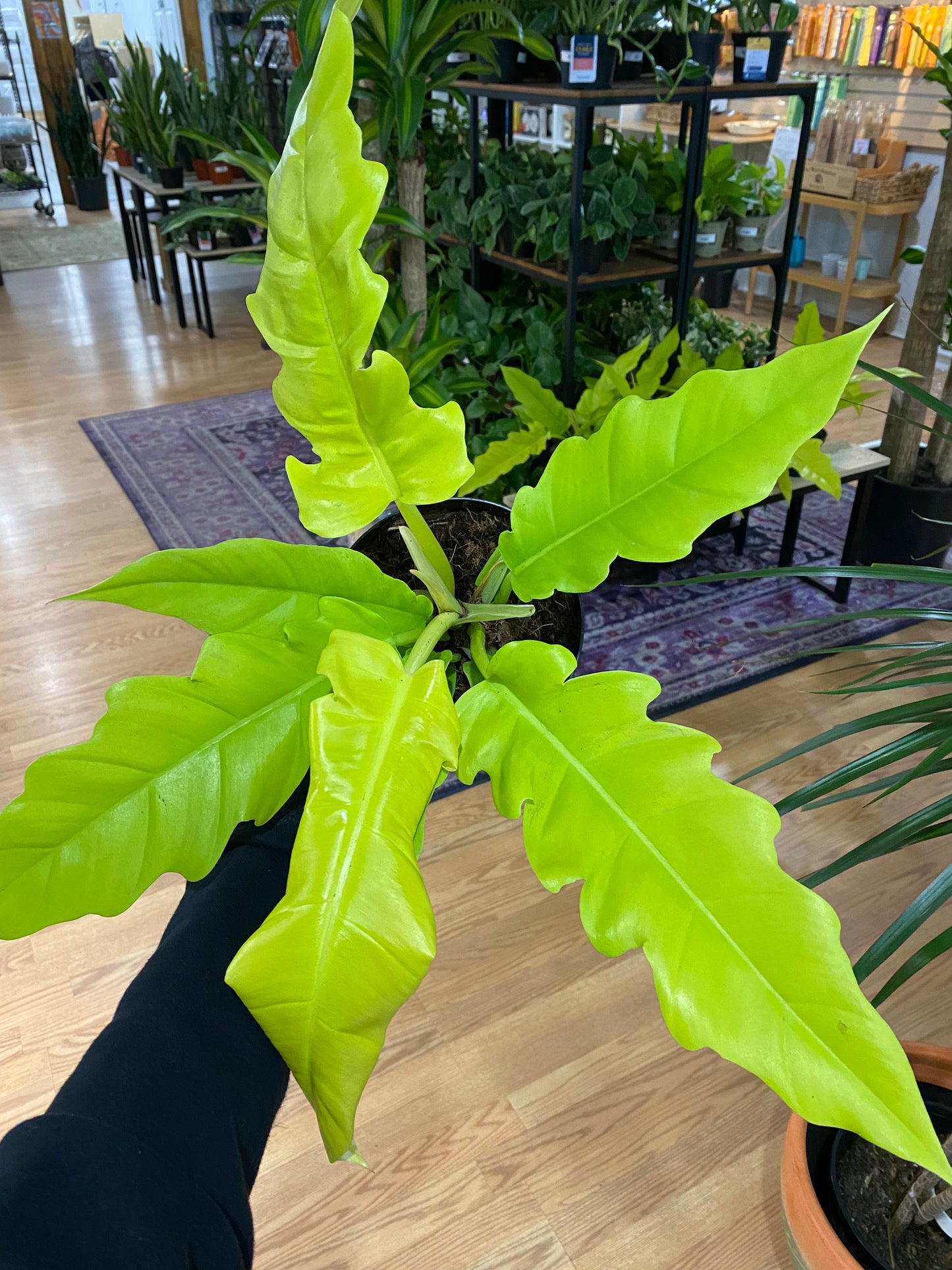 Philodendron 'Golden Crocodile'