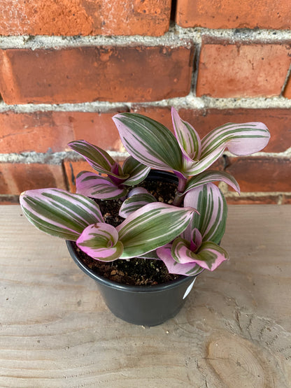 Tradescantia ‘Nanouk’