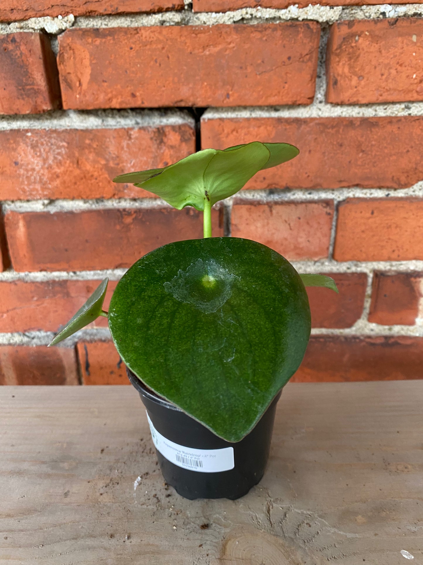 Peperomia ‘Raindrop’ - 4" Pot