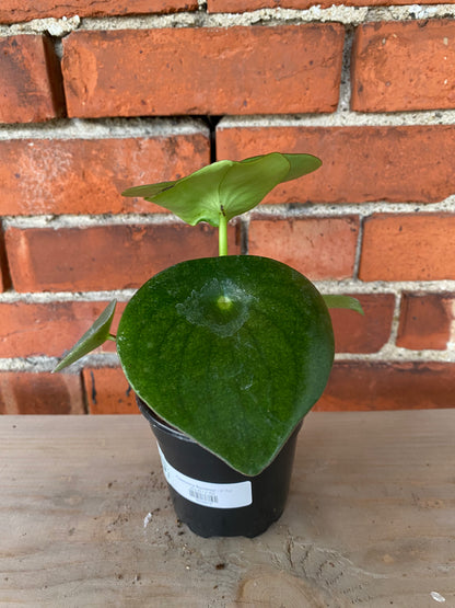 Peperomia ‘Raindrop’ - 4" Pot