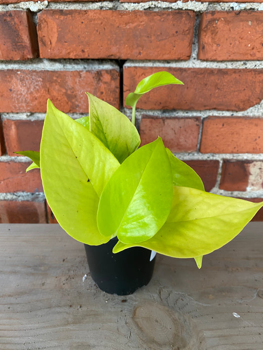 Epipremnum aureum ‘Pothos Neon’