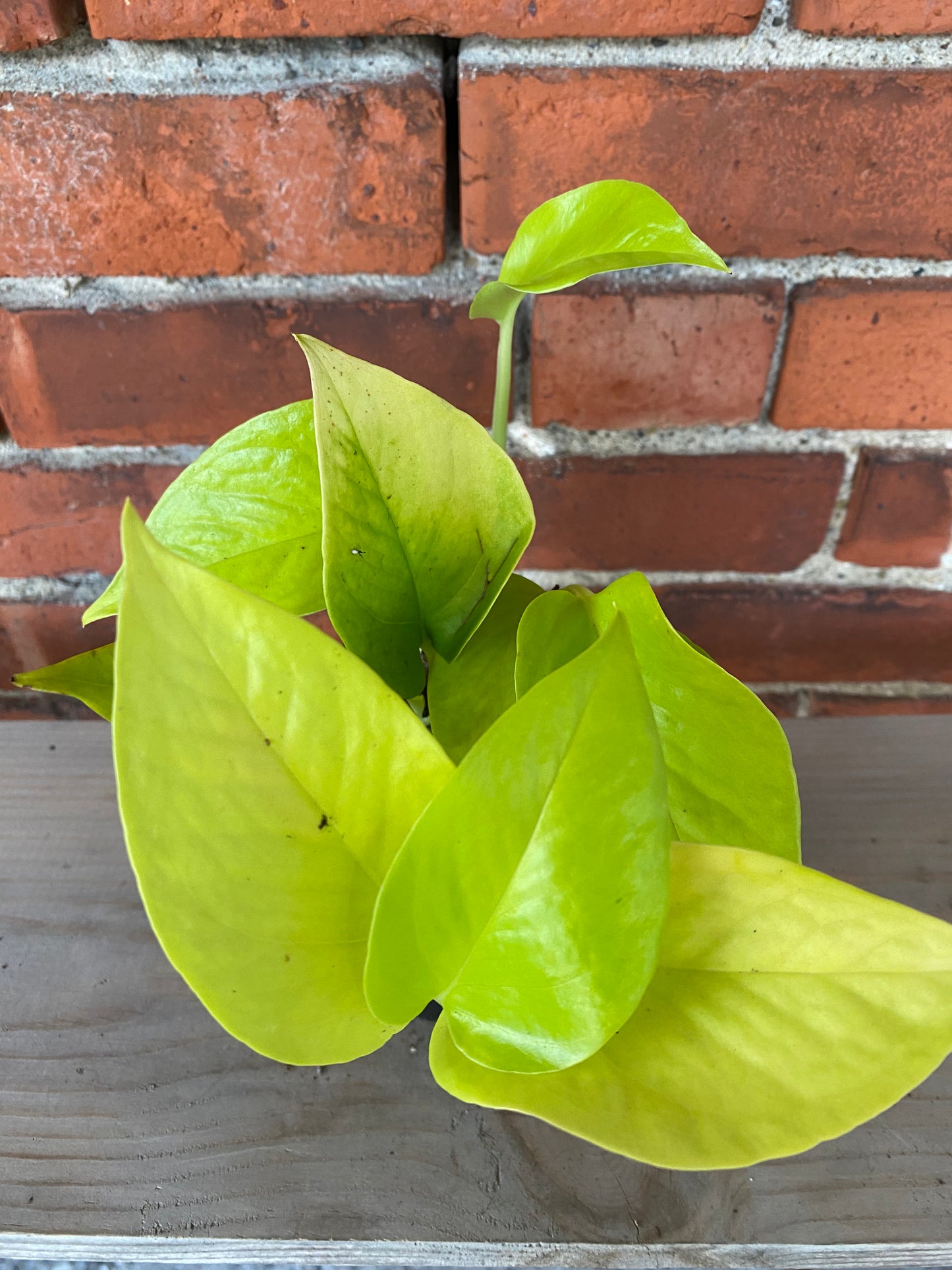 Epipremnum aureum ‘Pothos Neon’