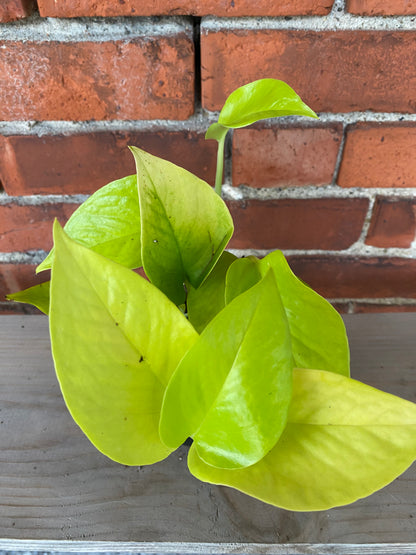 Epipremnum aureum ‘Pothos Neon’