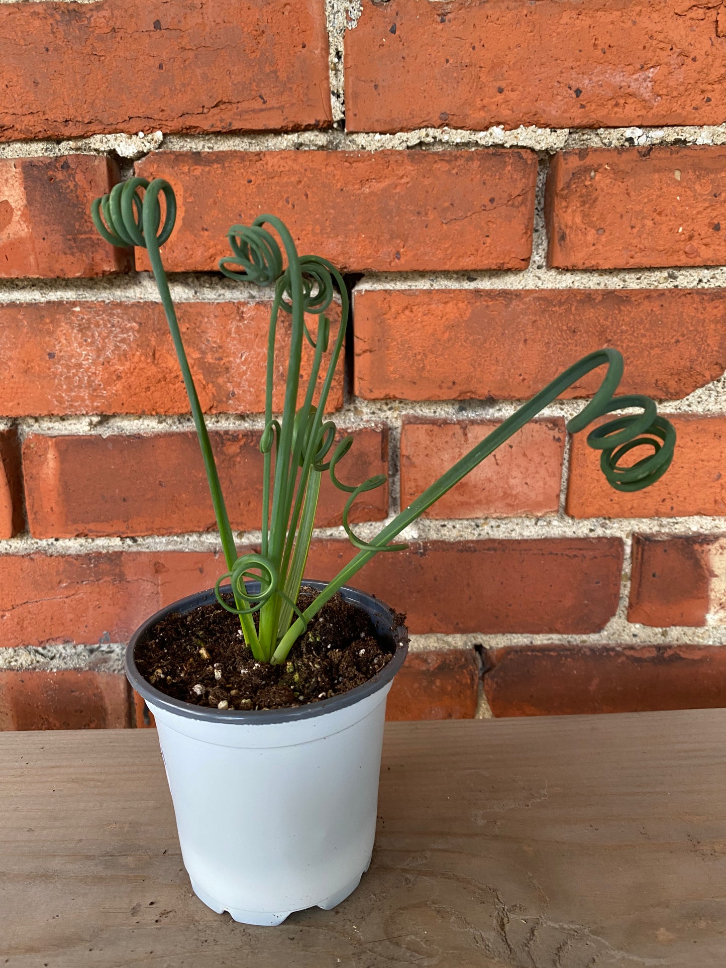 Albuca spiralis 'Frizzle Sizzle' - 4" Pot