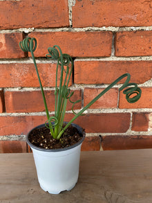 Albuca spiralis 'Frizzle Sizzle' - 4" Pot