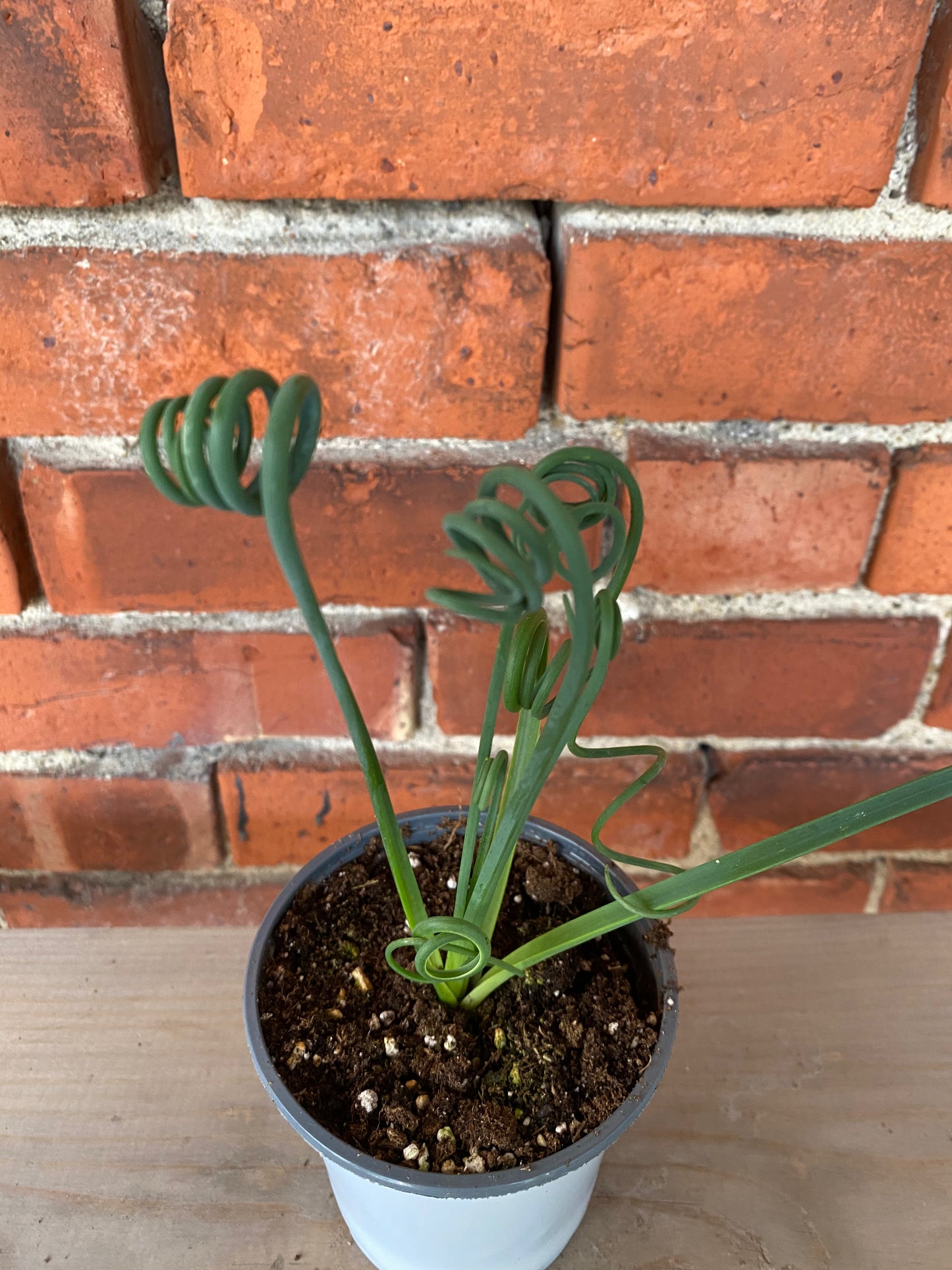Albuca spiralis 'Frizzle Sizzle' - 4" Pot