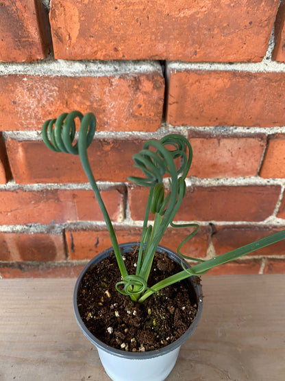 Albuca spiralis 'Frizzle Sizzle' - 4" Pot