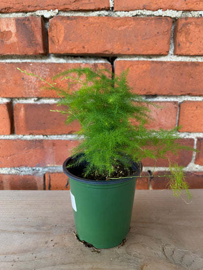 Asparagus setaceus 'Plumosa Fern' - 3.5" Pot