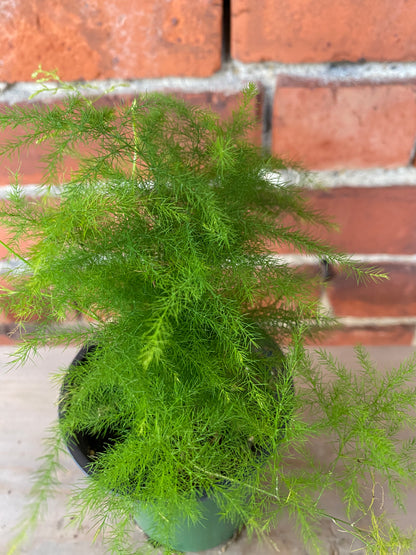 Asparagus setaceus 'Plumosa Fern' - 3.5" Pot