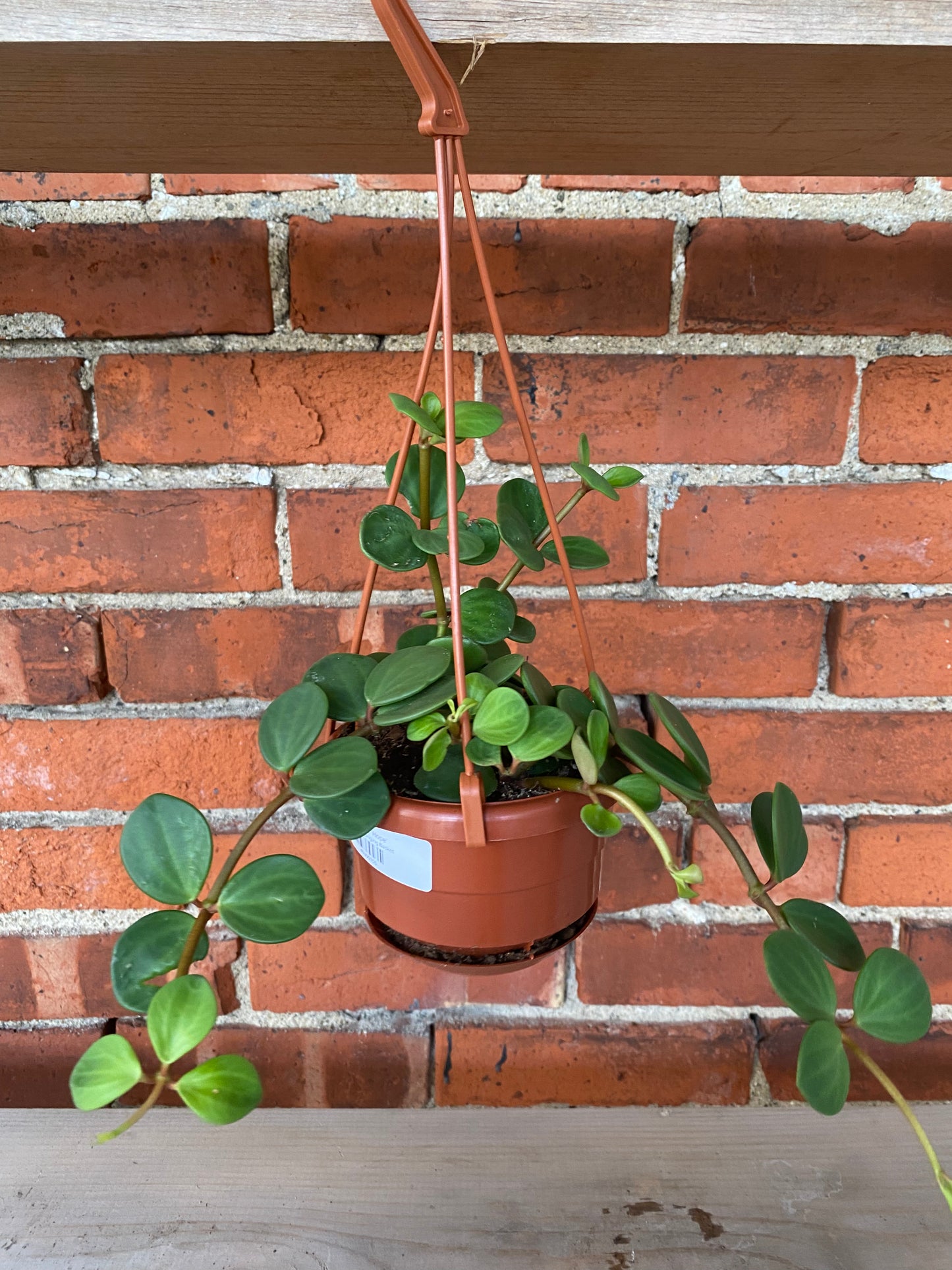 Peperomia 'Hope'