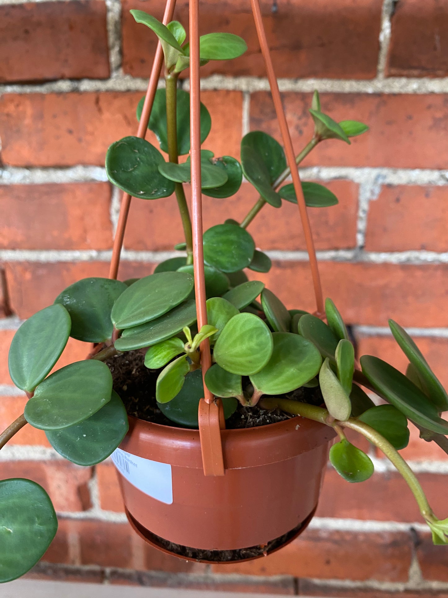Peperomia 'Hope'