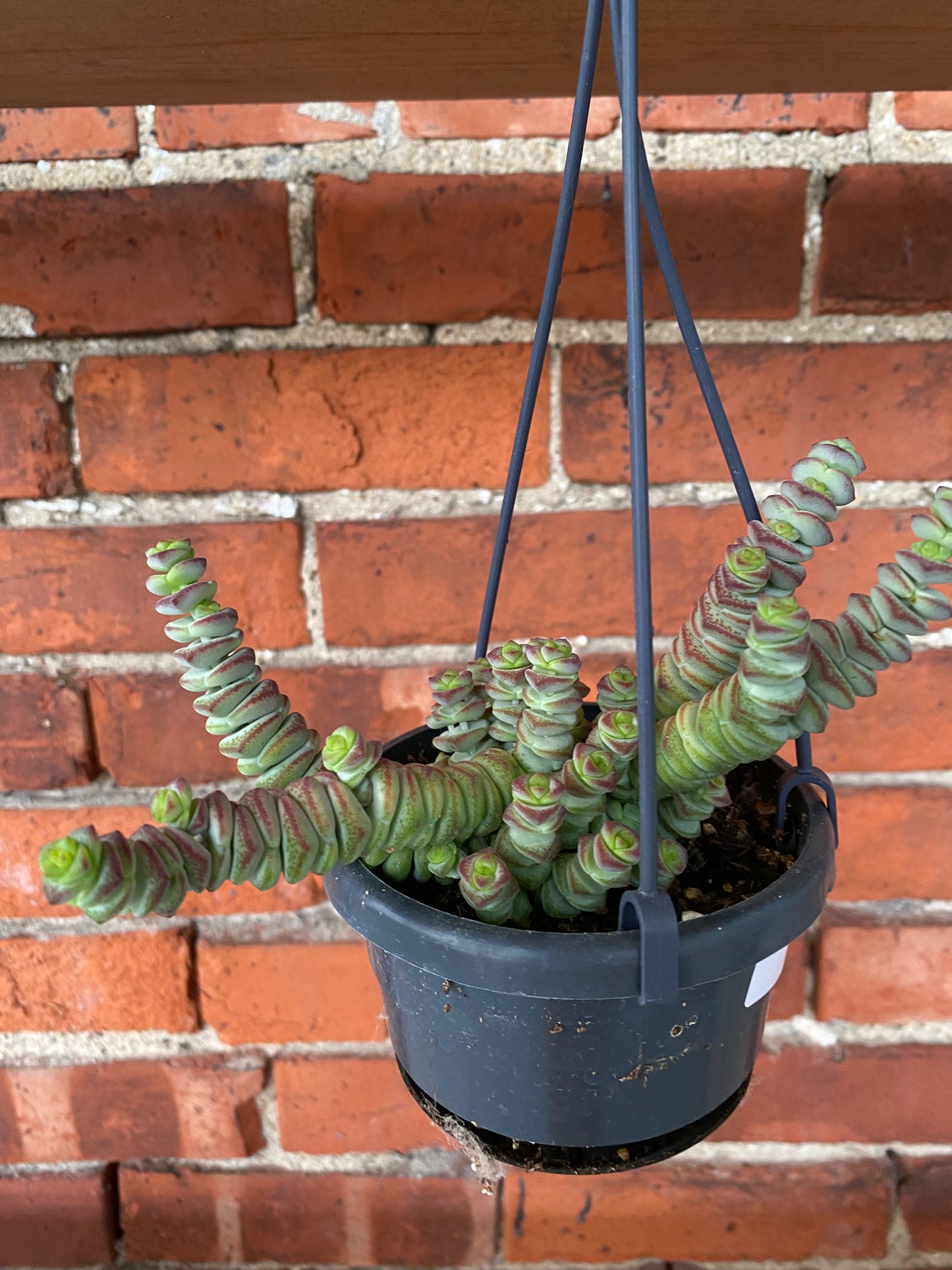 Crassula 'Hottentrot' - 4" Hanging Basket